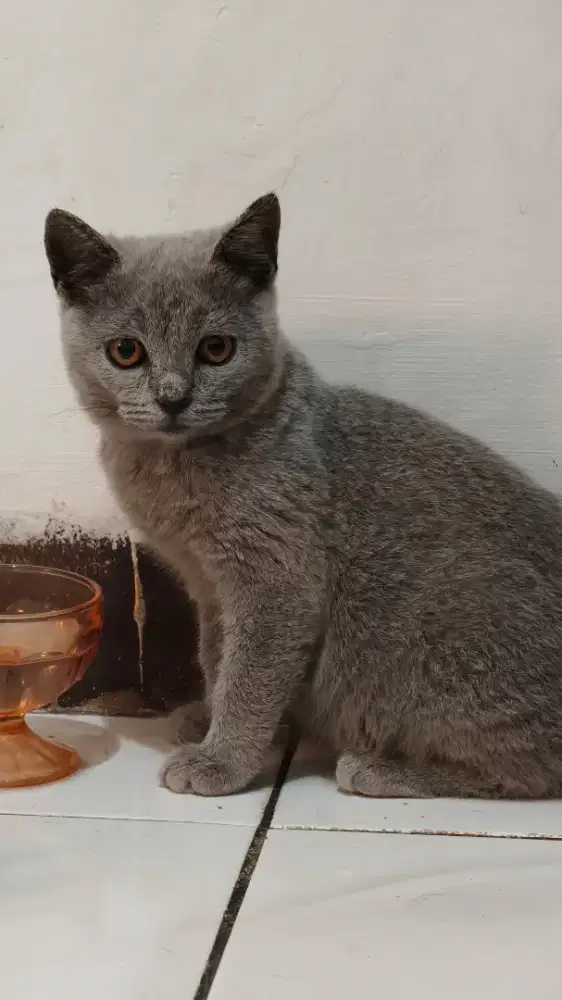 kitten BSH blue solid