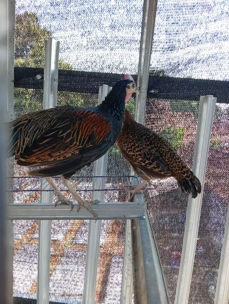 AYAM HUTAN HIJAU JINAK MUDA