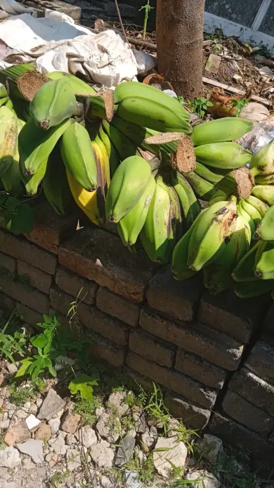 Pisang kepok matang dipohon