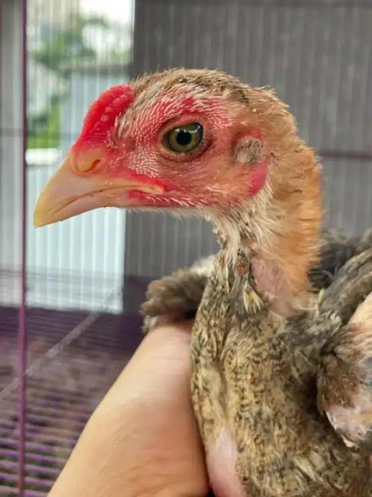 2 Anakan ayam Bangkok