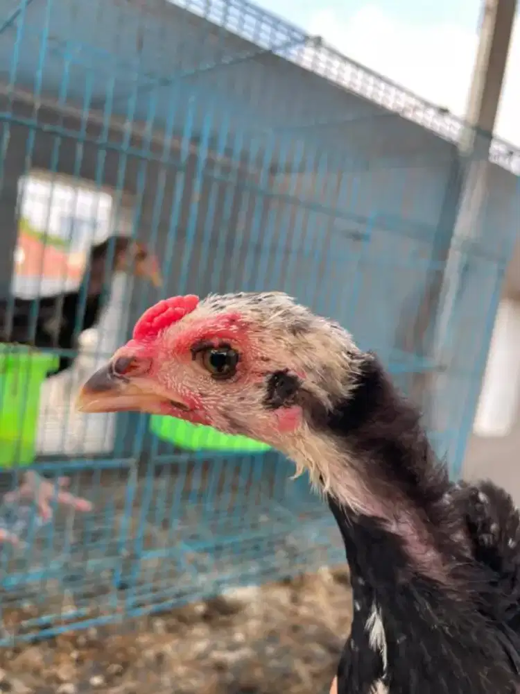Anakan ayam Bangkok