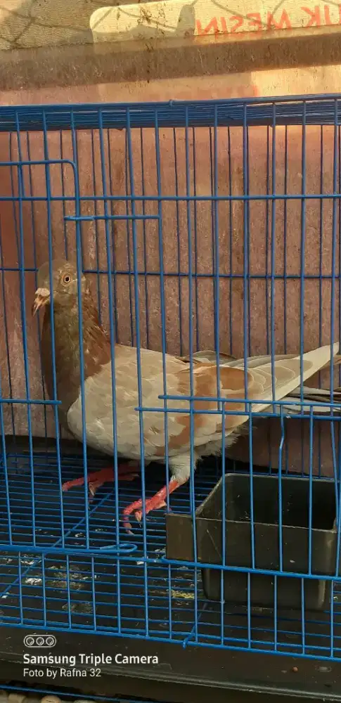 Burung betina merpati/dara