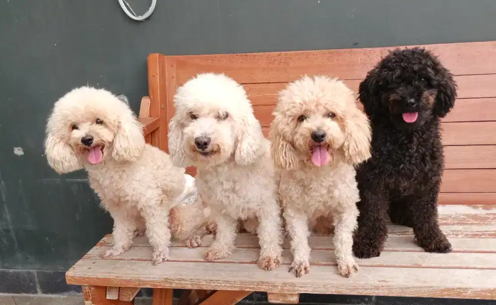 Pejantan poodle