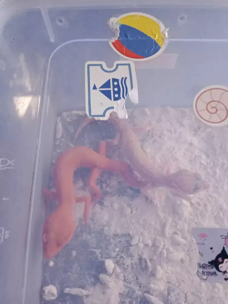 Di jual Gecko 2 ekor