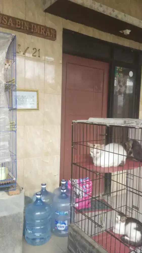 Dibutuhkan Pengasuh Kucing