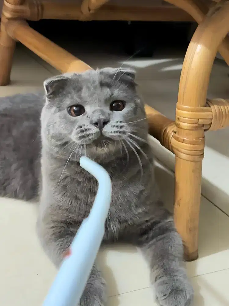 Scottish fold blue cooper eyes kitten blue british