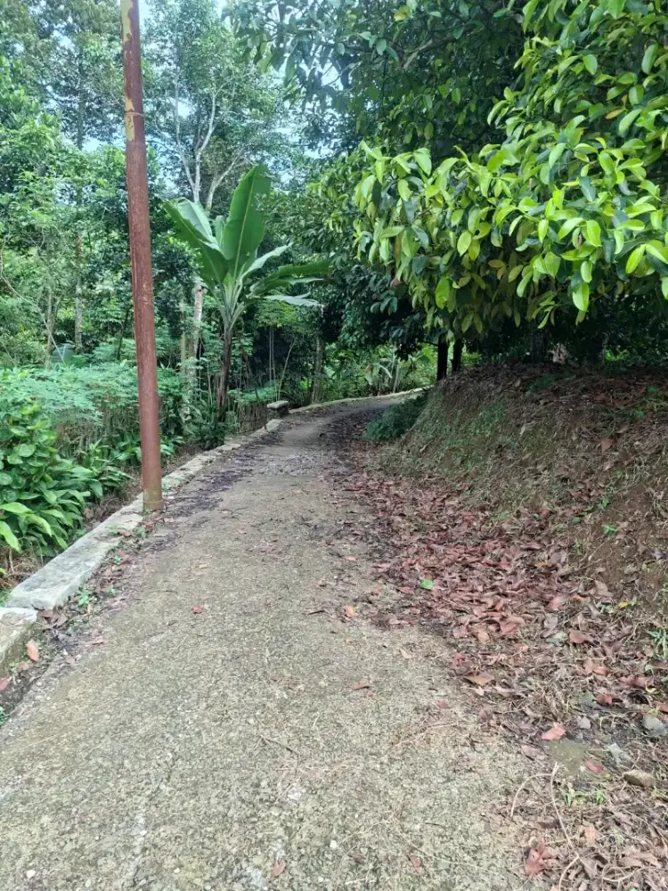 jual tanah kbun manggis &durian