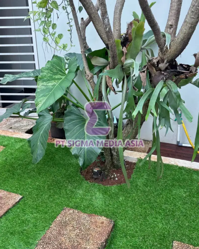 Rumput Sintetis Taman Rumah