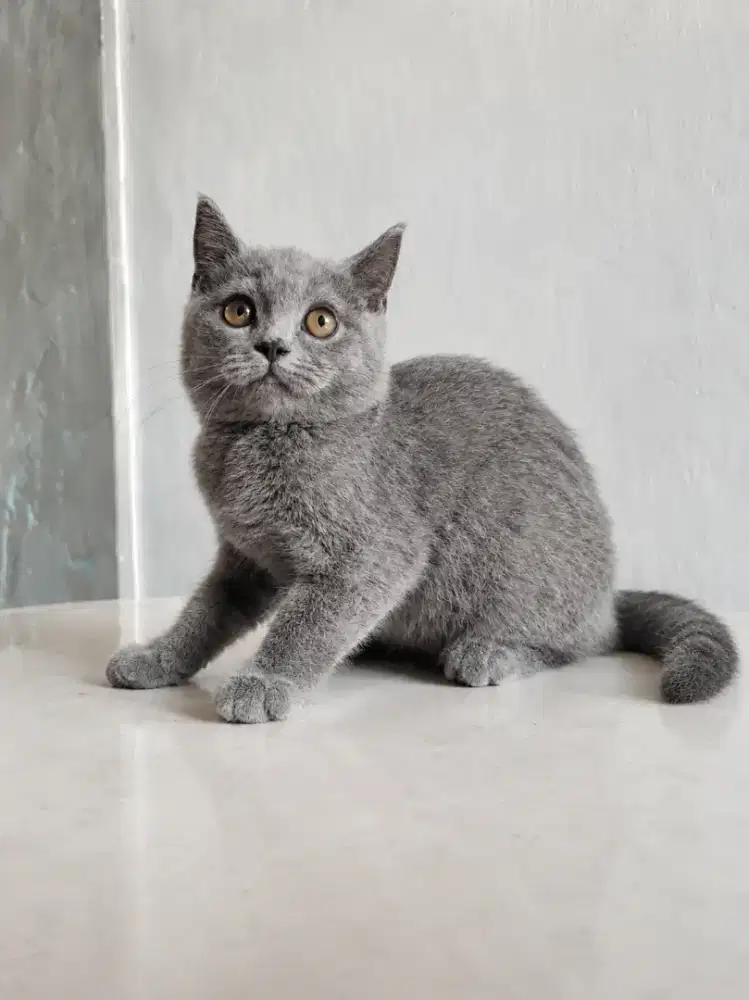 BSH Jantan 4 Bulan