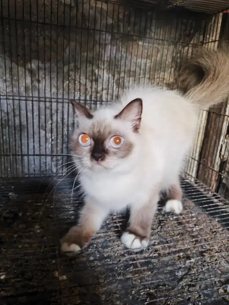 Kucing himalaya betina