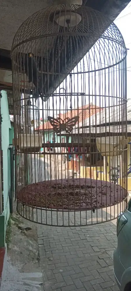 Rio rio burung terbaik kondisi