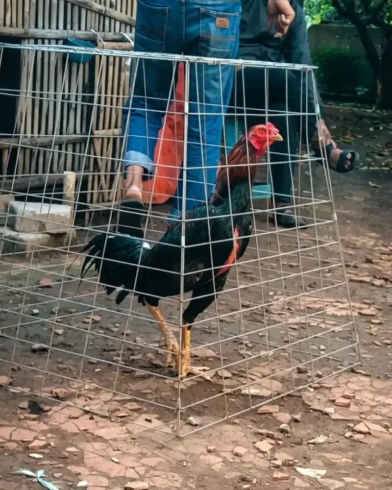 Ayam jago pakhoy