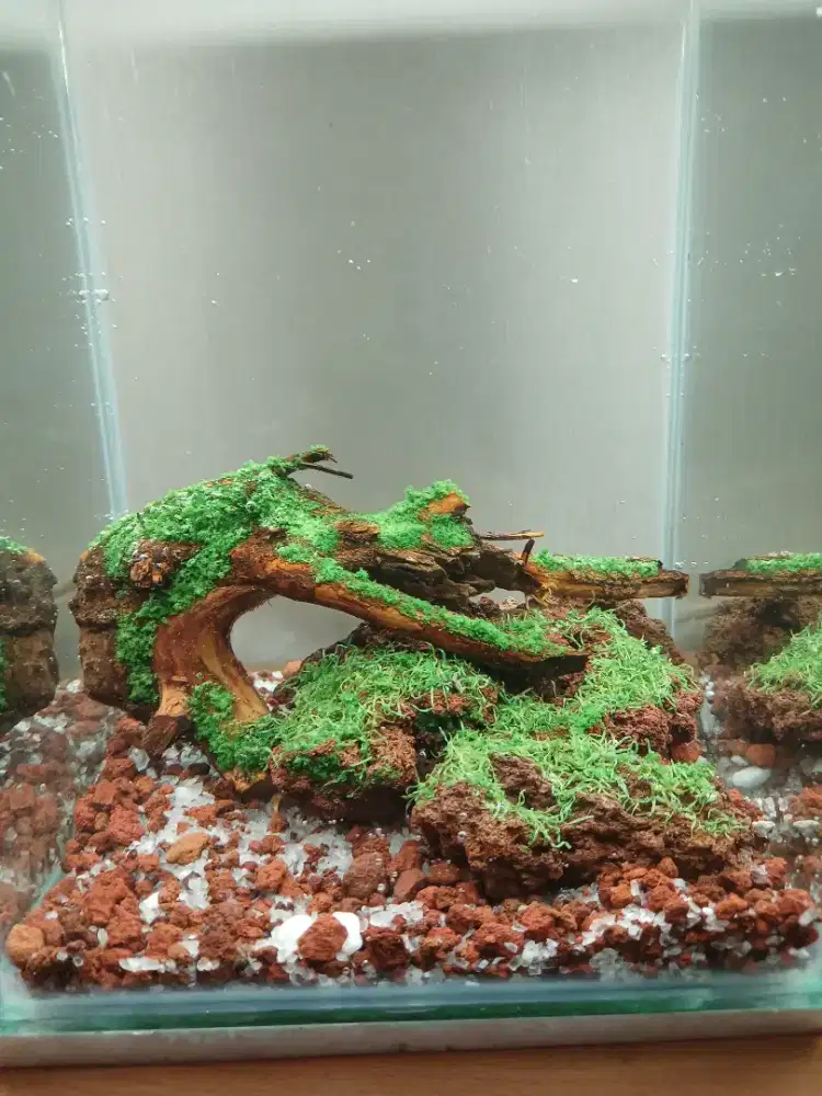Aquarium akuarium mini baru bisa buat cupang
