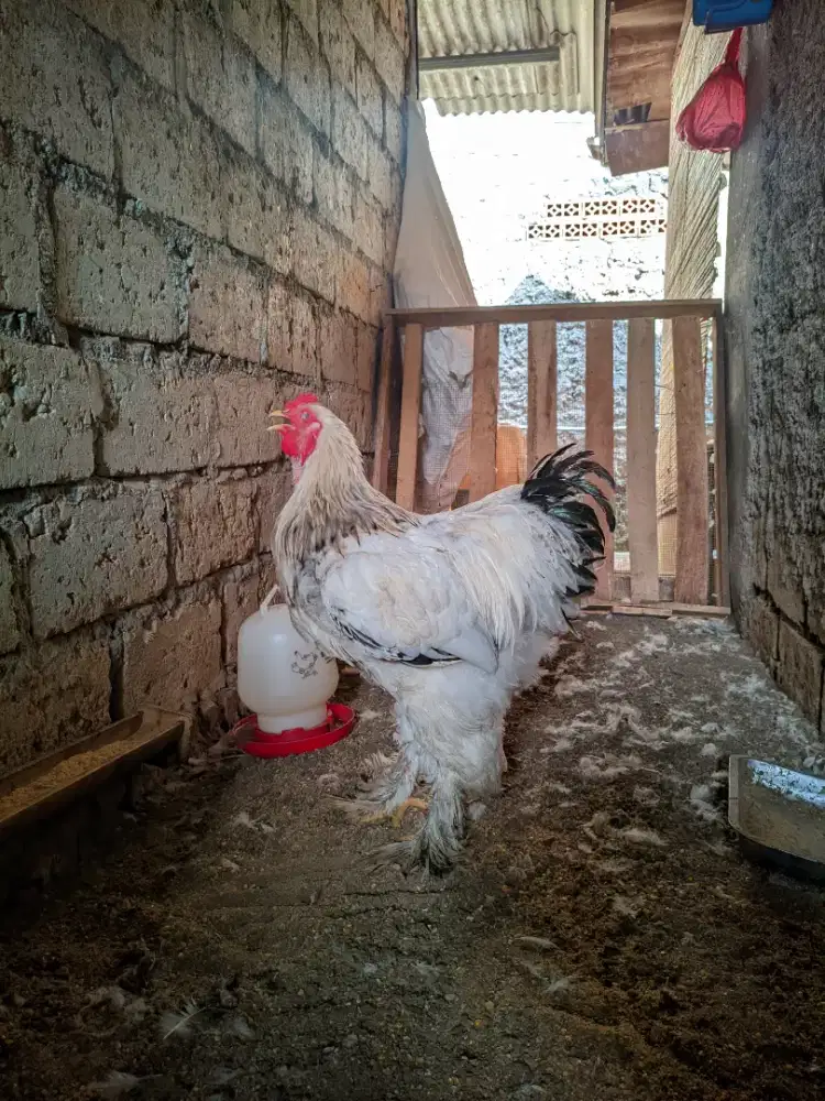 AYAM BRAHMA STANDAR ORIGINAL Colombian Light