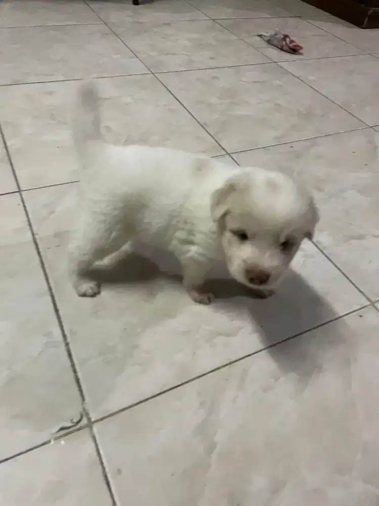 JUAL ANJING BETINA PUTIH