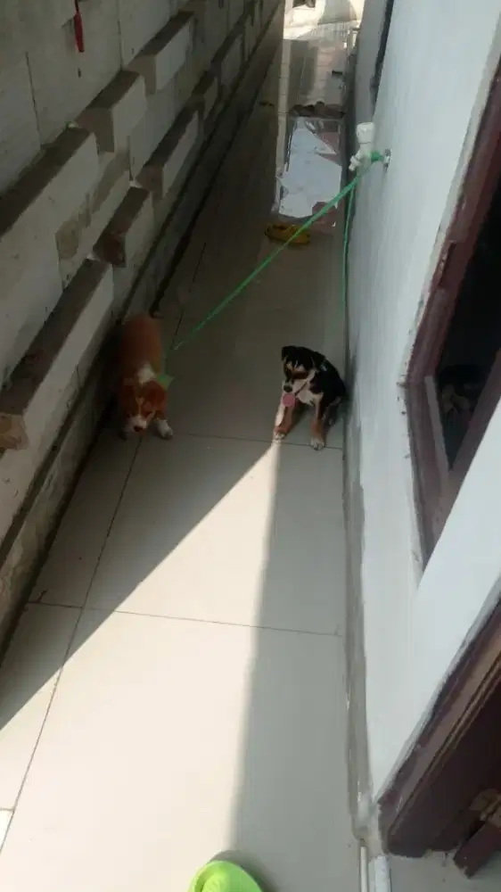 anak anjing lucu