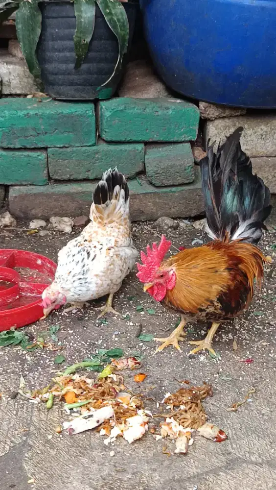 Jual Ayam Serama Sehat