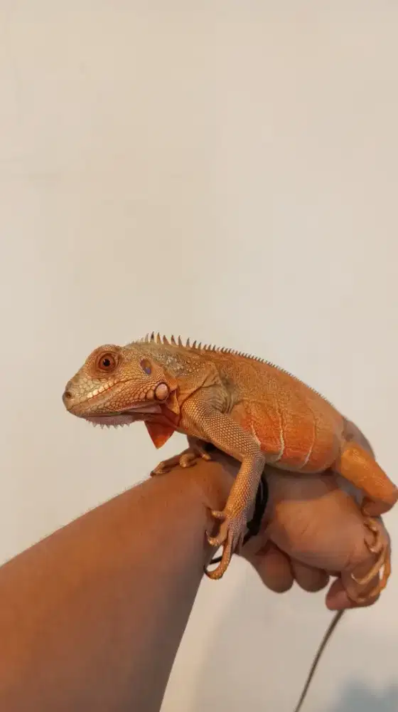 Iguana Super Red 60cm