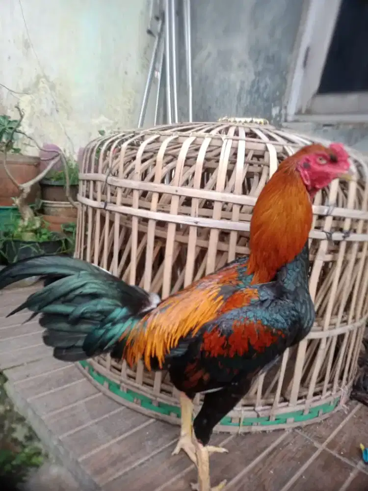 Ayam muda 6 bln