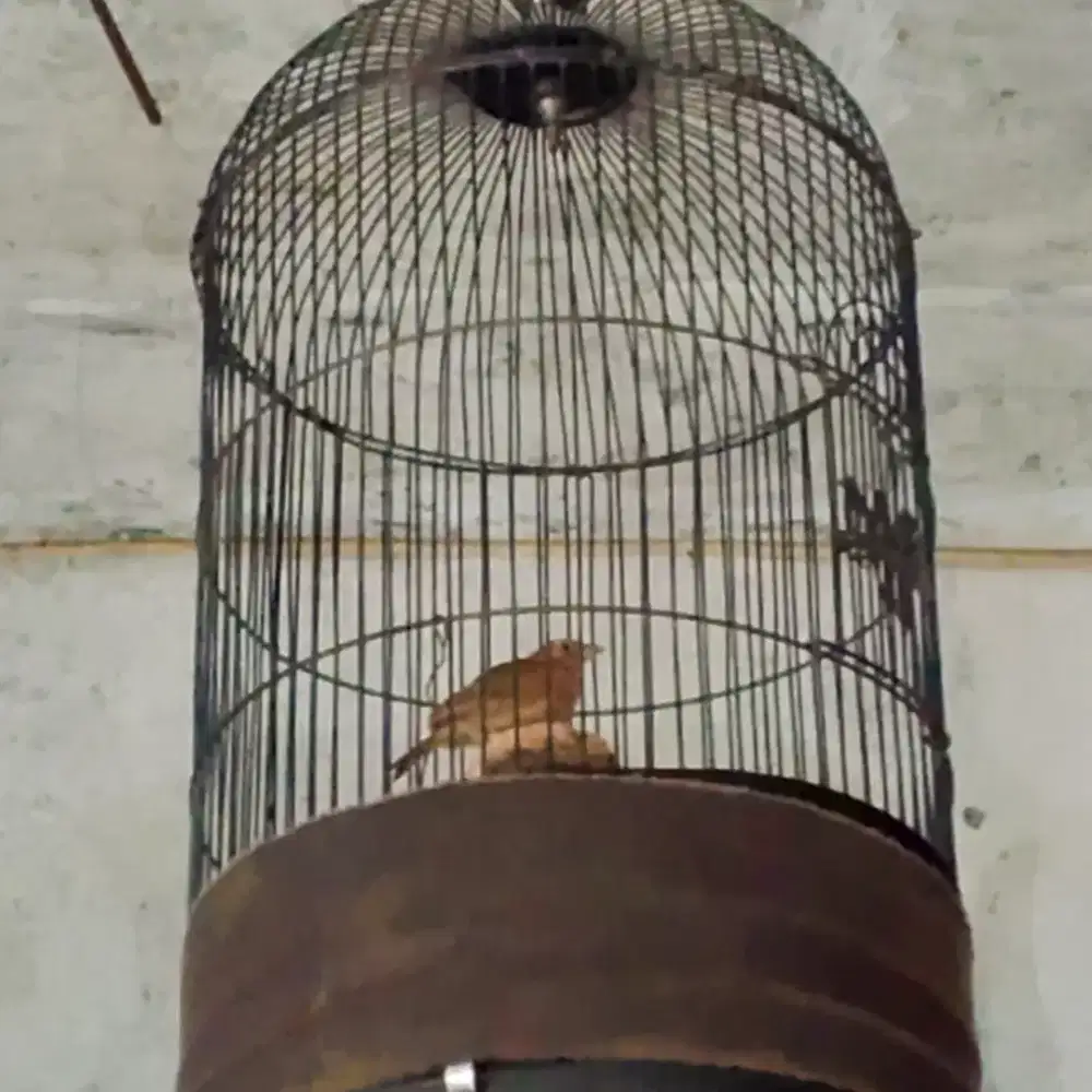 Trotol branjangan rajin bunyi