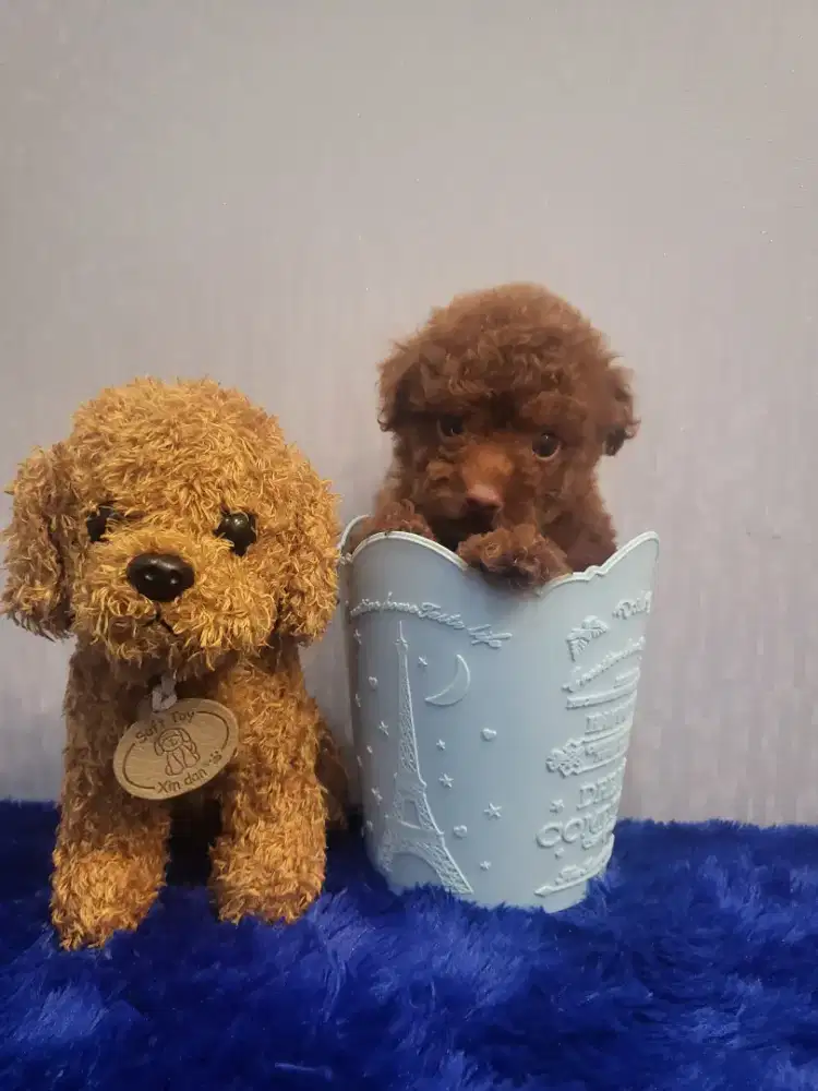 Tiny poodle super red HIGH QUALITY