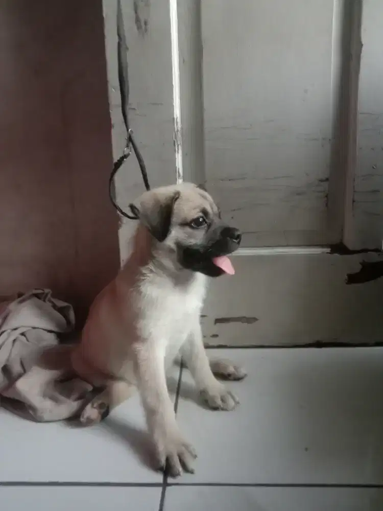 pupies pug / anakan anjing pug