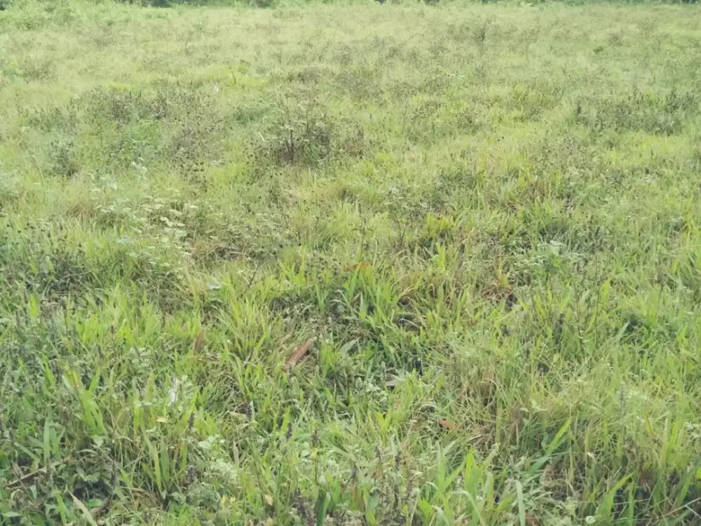 Jual Murah Tanah Lokasi Bagus Dekat Perumahan Citra Raya Panongan