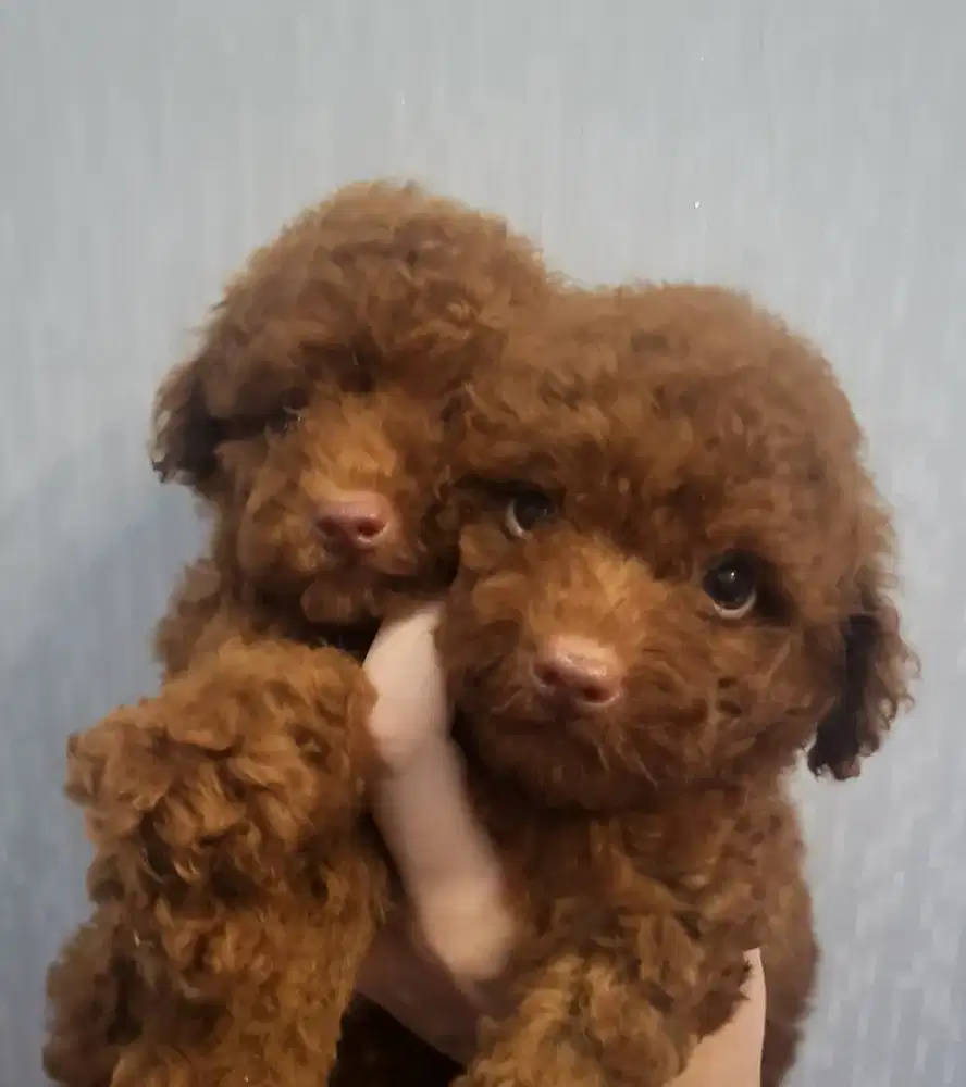 Tiny Super Red Poodle High Quality