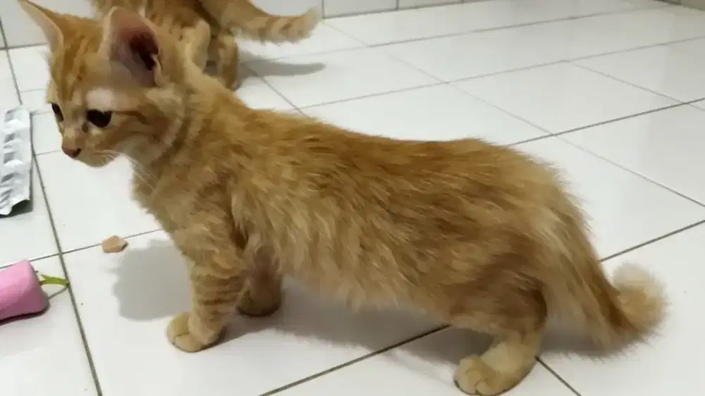 munchkin ns dan persia jantan dewasa