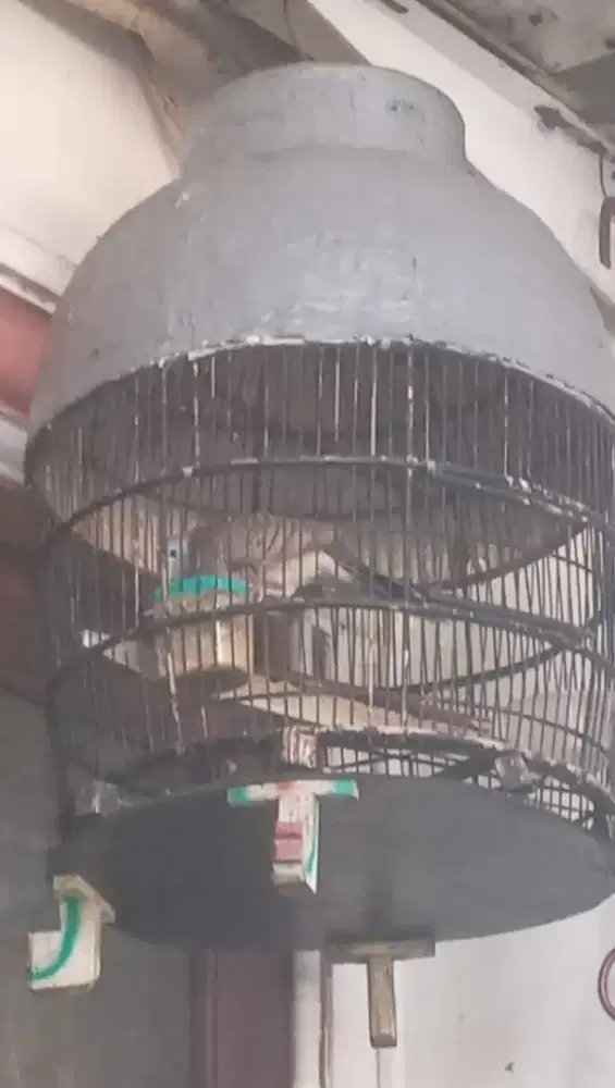 burung perkutut lokal alam