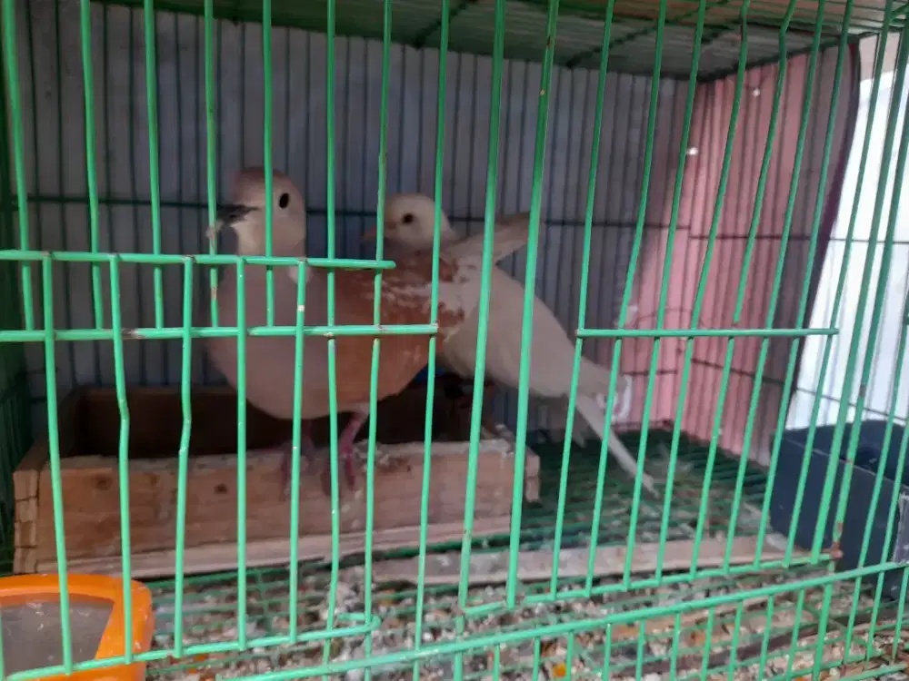 jual sepasang burung puter pelung