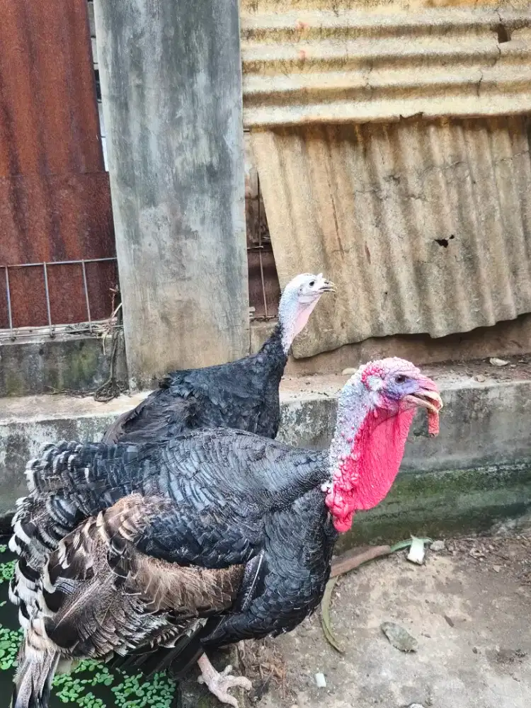 Ayam kalkun Sepasang