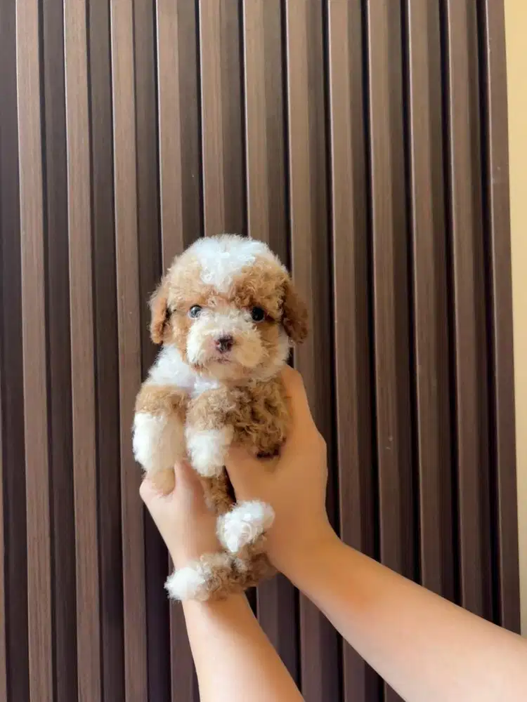 poodle party betina