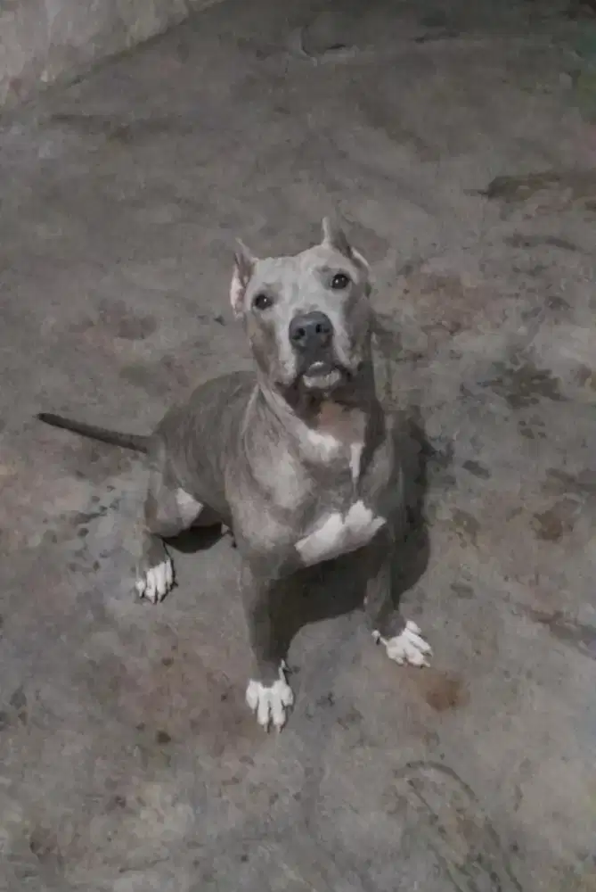 Dijual anjing penjaga jenis pitbul