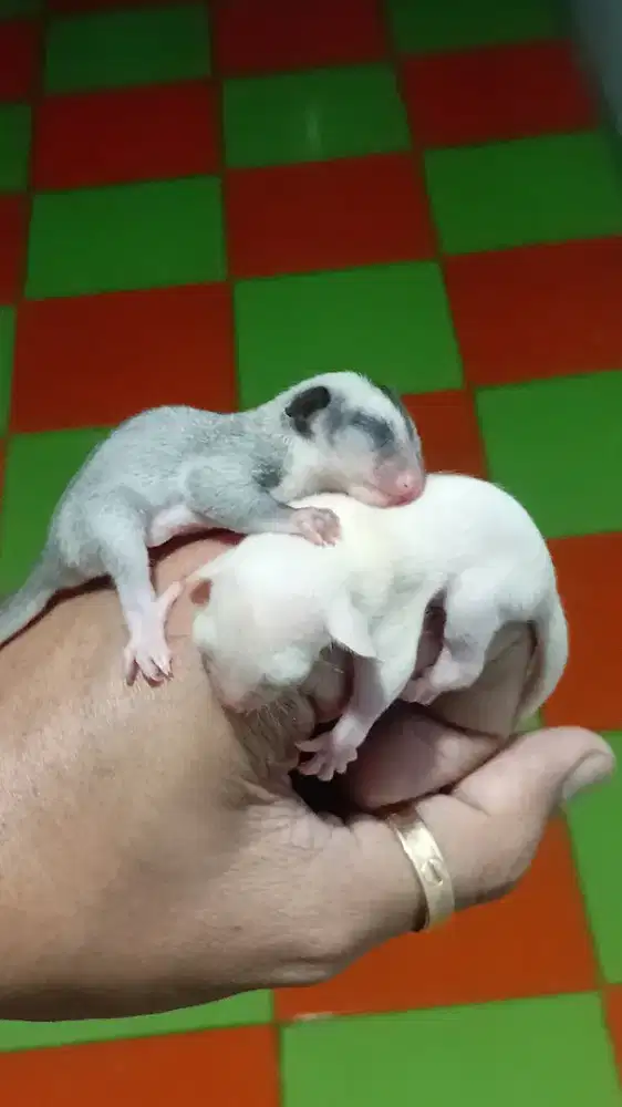Sugar Glider (Joey)