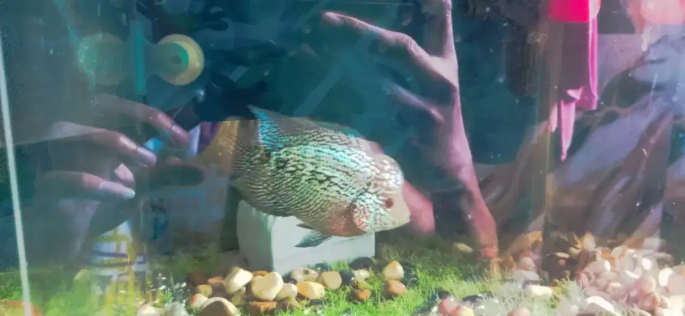 Ikan louhan cencu