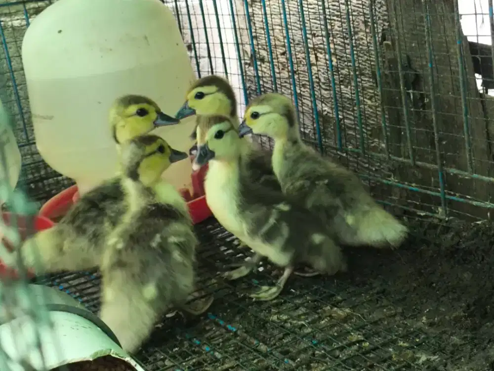 Anak entok mentok minti lokal sehat lincah