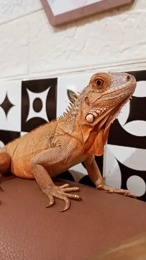 Iguana Red Merah Merona Mulusss