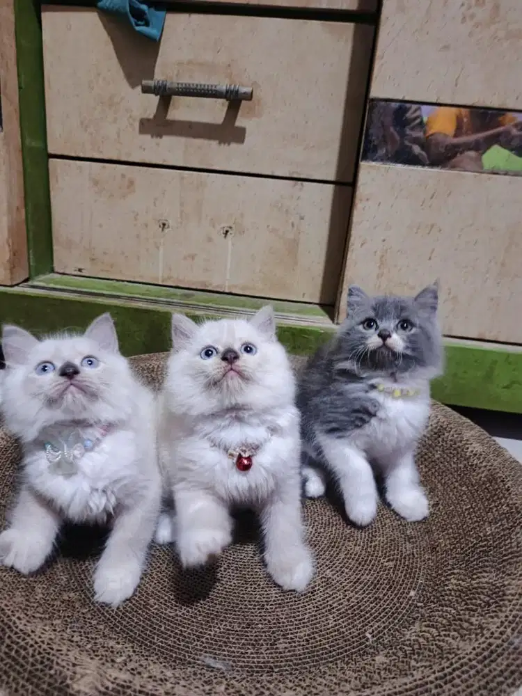 Kitten Persia Abu
