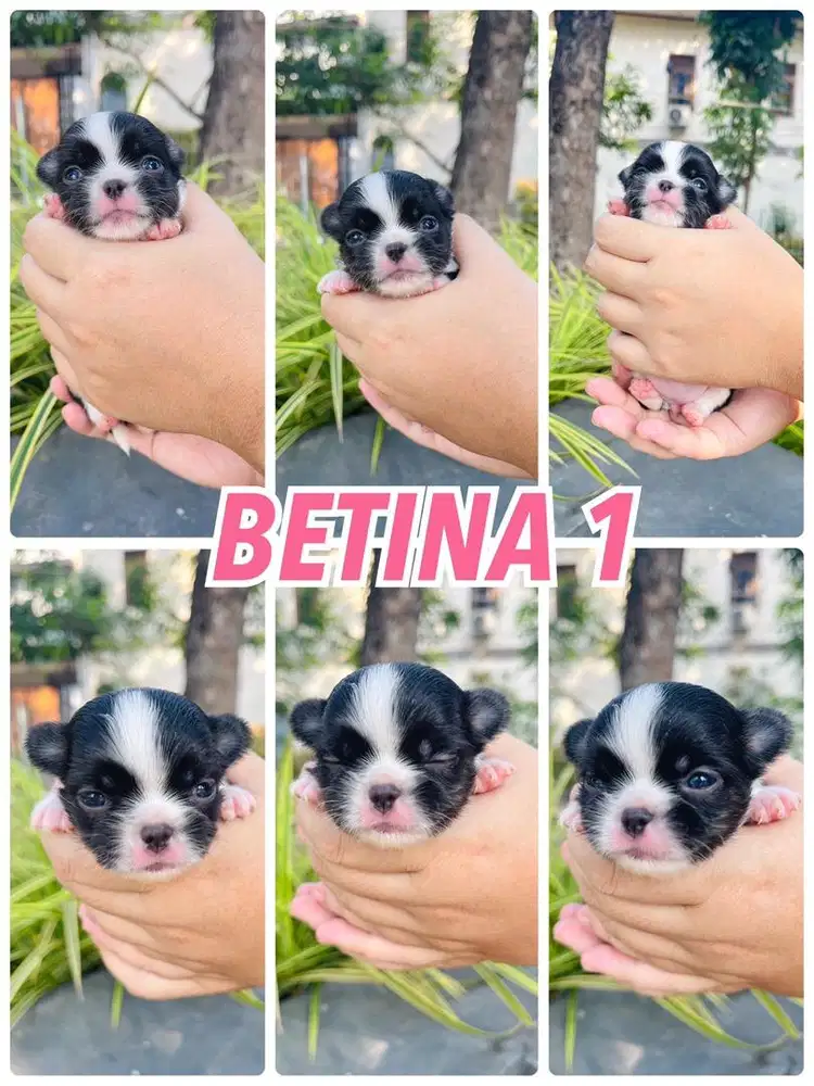 PUPPIES BETINA MINI CHIHUAHUA LONGHAIR