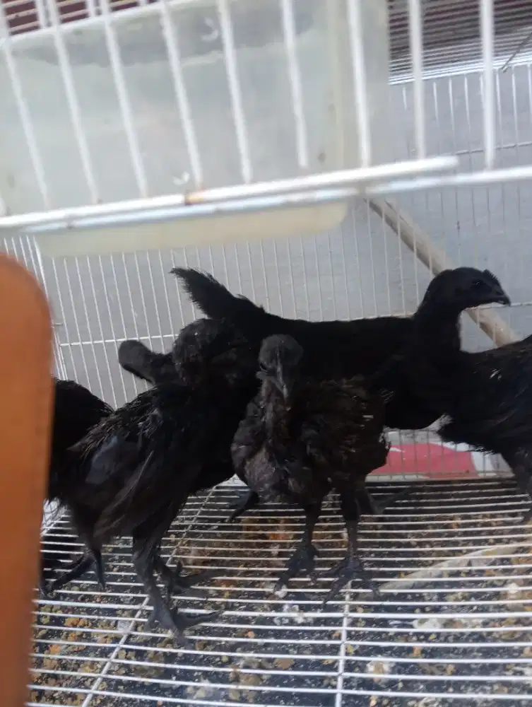 Jual ayam cemani lidah hitam harga 600 per ekor