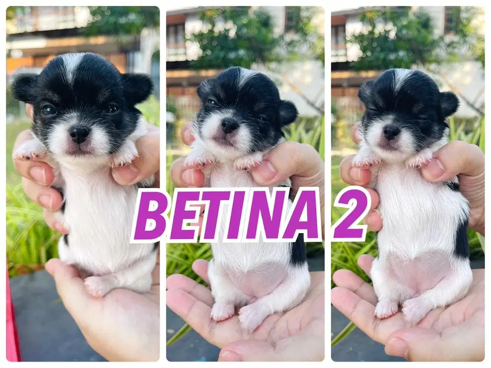 PUPPIES BETINA MINI CHIHUAHUA LONGHAIR