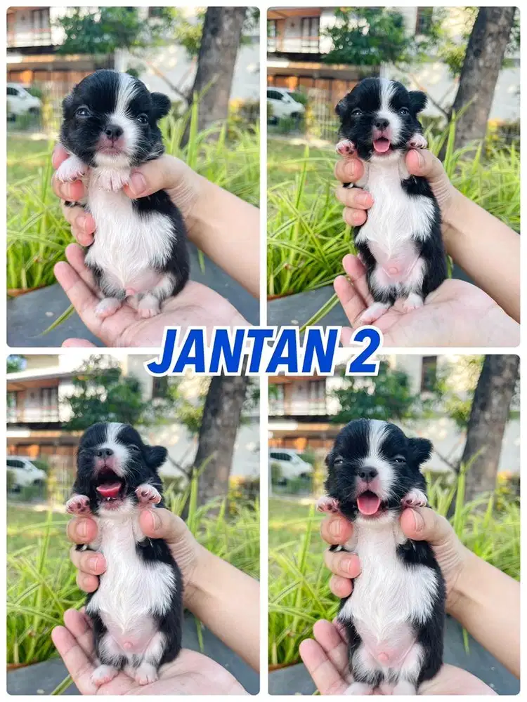 PUPPIES JANTAN MINI CHIHUAHUA LONGHAIR