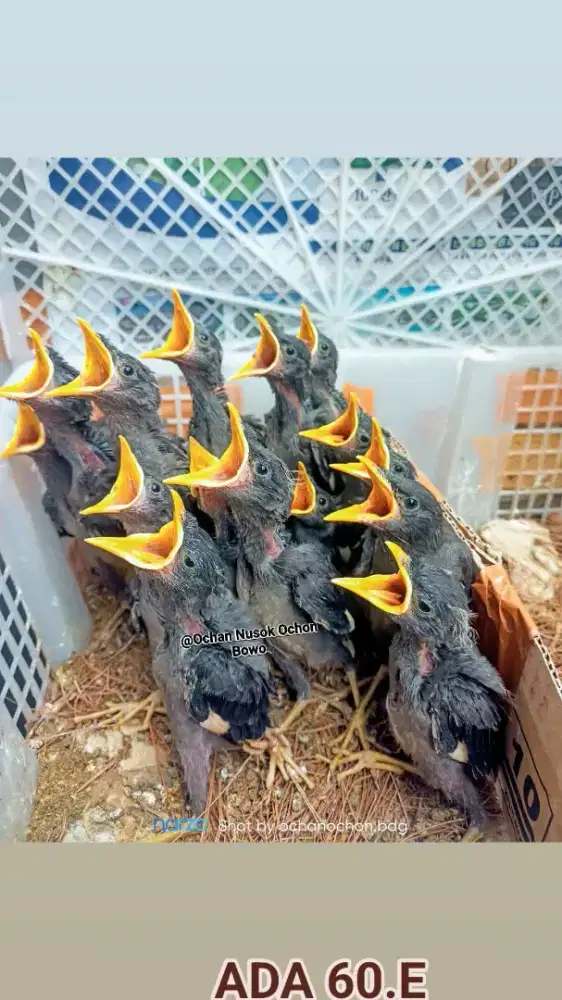 Anakan jalak hitam