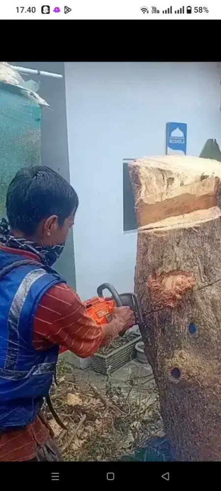 Tebang pohon medan senso