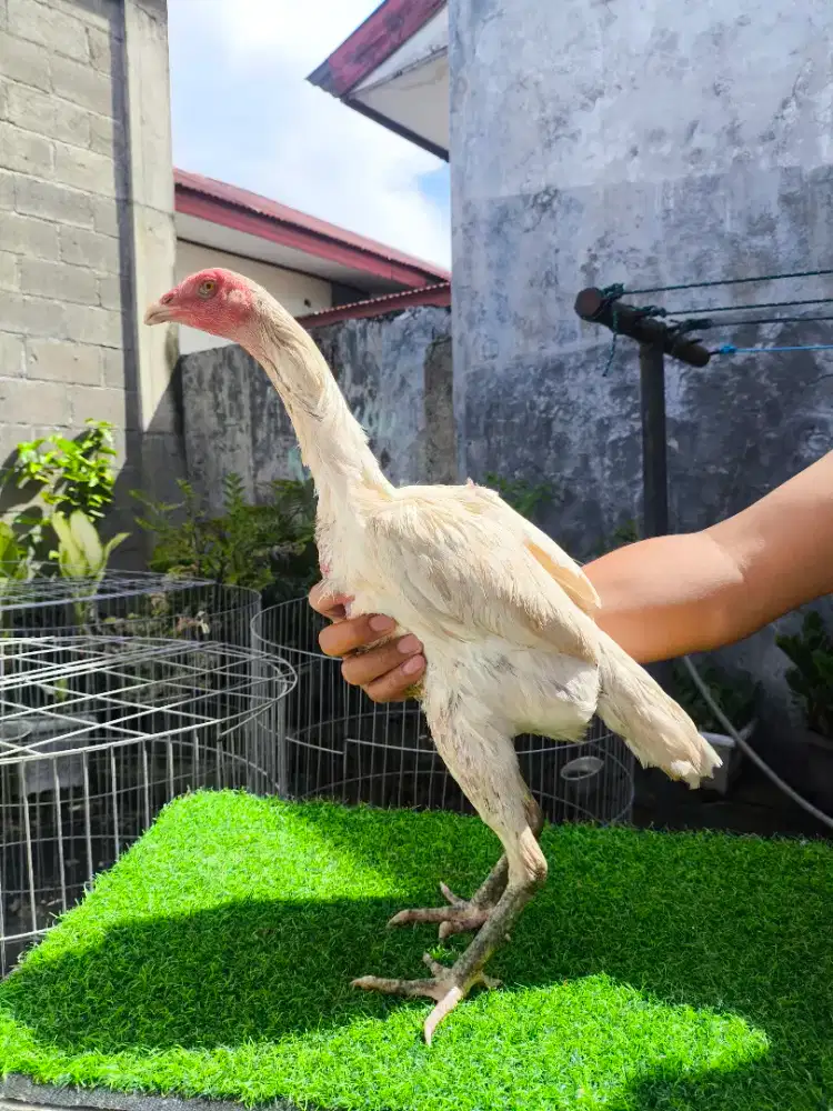 JUAL AYAM PAKHOY DERE