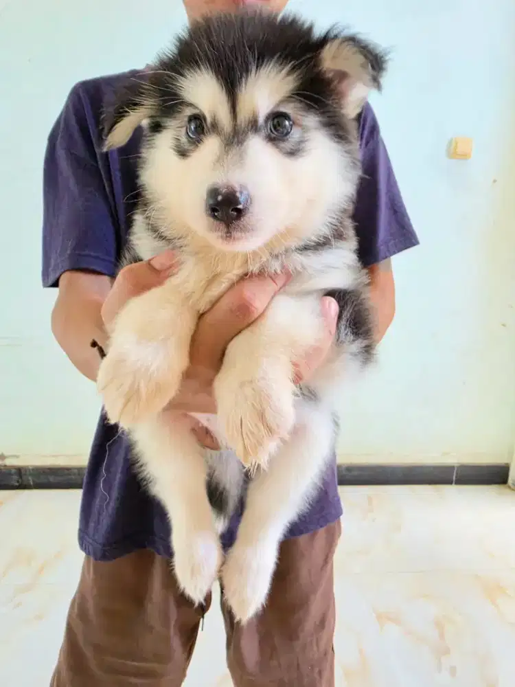 Doggy puppy Alaska malamute
