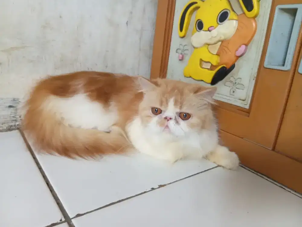 Kucing Peaknose Betina 1 tahun Birahi