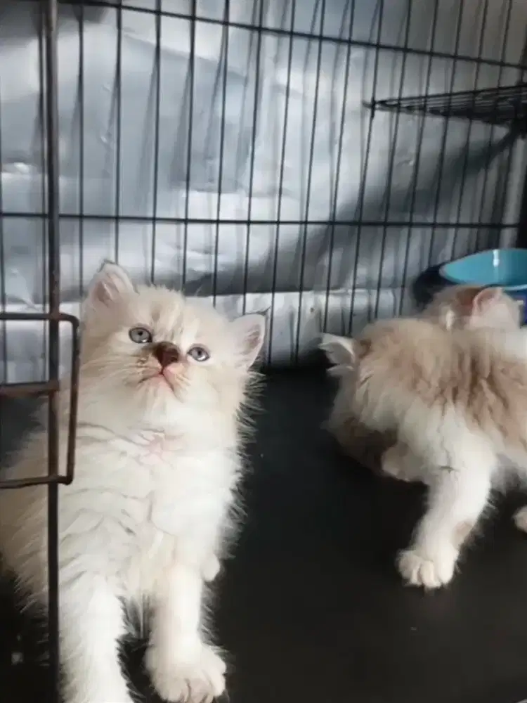 Kucing Himalaya mix ragdoll