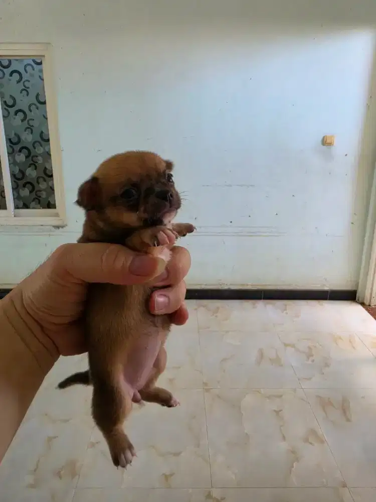 Doggy ouppy chihuahua